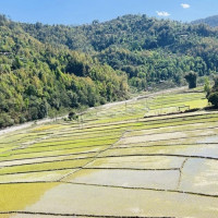 लिम्बू भाषामा समाचार वाचन गर्ने सञ्चारकर्मीलाई सम्मान