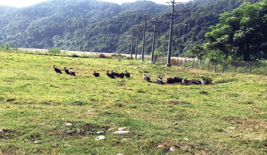 गिद्धको संरक्षणमा सफलता