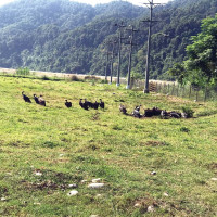 टेक्ससको अस्टिनमा कन्सुलर घुम्ती शिविर : २७२ नेपालीले लिए सेवा