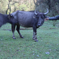 नेपालगन्ज उपमहानगरपालिकाद्वारा एक अर्ब ६४ करोडको बजेट प्रस्तुत