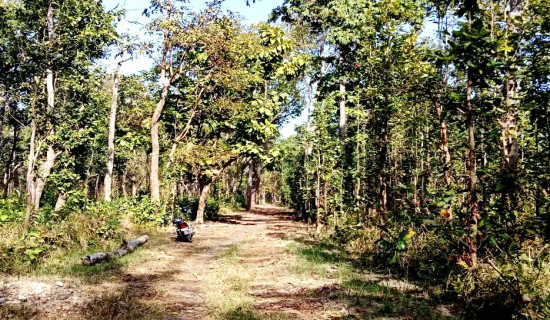 बाँकेका चौध वटा वनमा डढेलो