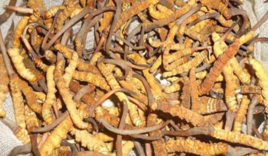 कांग्रेसद्वारा पार्टीका उम्मेदवारविरुद्ध उम्मेदवारी दिनेलाई पाँच दिनको स्पष्टीकरण