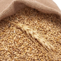 अध्ययनसँगै च्याउखेती