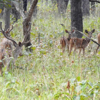 गुल्मीको मुसिकोटमा खेलकुद महामेला हुँदै