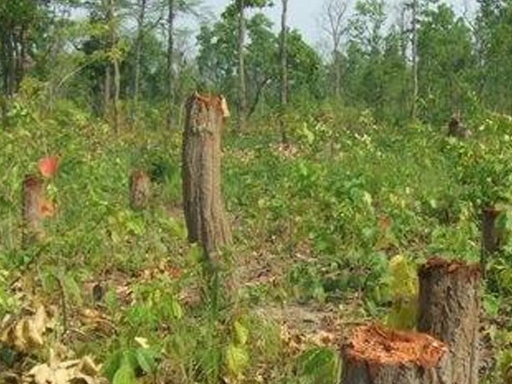 वन अतिक्रमण बढ्दै