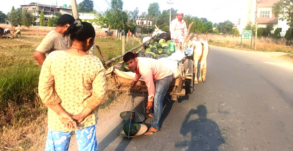 खरबुजा बेच्न भ्याइनभ्याइ