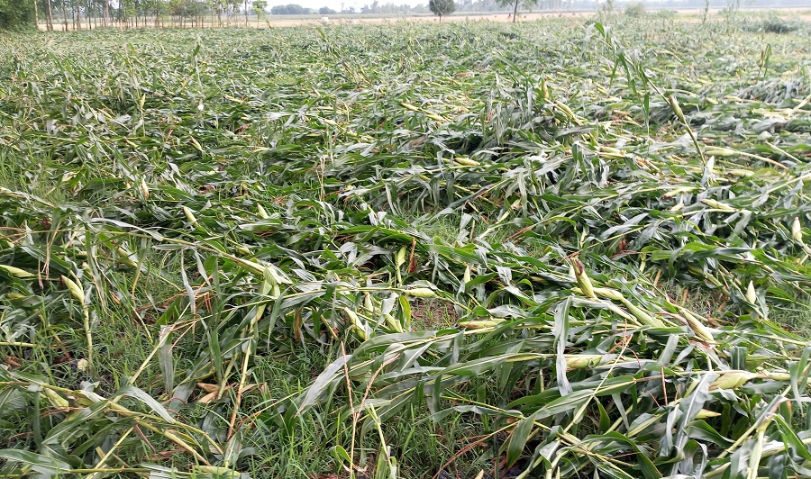 हावाहुरीले ठुलो क्षति, विद्युत् सेवा अवरुद्ध