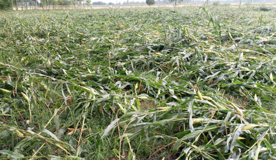 जानकी गाउँपालिकाको प्रशासनिक भवन बन्ने