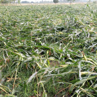 मदन भण्डारी राजमार्ग विस्तार : रुरु बजार क्षेत्रका घरटहरा हटाउन अपिल