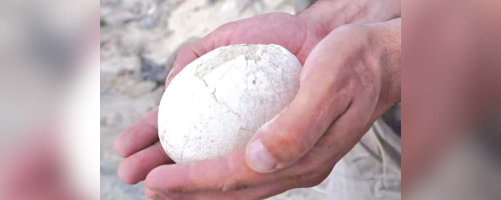 सात करोड वर्ष पुरानो अन्डा