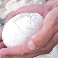 भुटानी शरणार्थी काण्डको सफल अनुसन्धानले लोकतन्त्रको सर्वोच्चता स्थापित छ : प्रधानमन्त्री