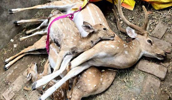 चिडियाखानामा कुकुरको आक्रमण, चार चित्तल मरे