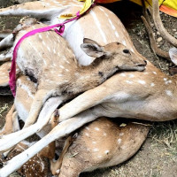 समावेशीकरणको दिशामा नयाँ फड्को : गोरखापत्रद्वारा प्रकाशित डडेल्धुरेली  भाषा