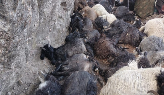 जलजला–सिसाखानी सडक स्तरोन्नति