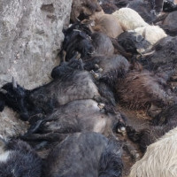 जलजला–सिसाखानी सडक स्तरोन्नति