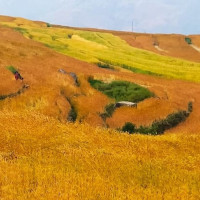 वन डढेलोको प्रभाव : रेसुङ्गा गौशालाका १६० गाई सङ्कटमा