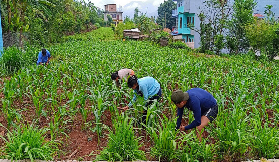 लेबनानमा भएको इजरायली आक्रमणमा १३ जनाको मृत्यु