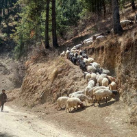 ‘स्मार्ट स्ट्रिट लाइट’  जडानले चोरी घट्दो, रात्री व्यवसाय फस्टाउँदै