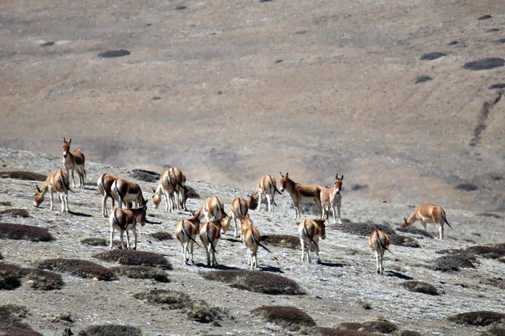 उपल्लो मुस्ताङमा जङ्गली गधाको बथान देखियो