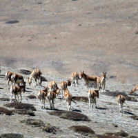 पोर्चुगलमा एक नेपाली युवा बेपत्ता, खोजी गरिदिन परिवारको आग्रह