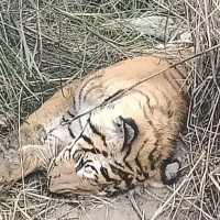 एमाले बैठक : राजनीतिक प्रतिवेदन सुझावसहित पारित