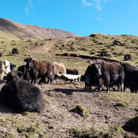 आवासीय बनेपछि कालिका विद्यालयमा विद्यार्थीको आकर्षण