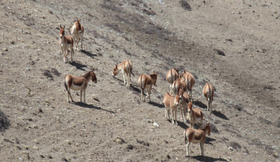 उपल्लो मुस्ताङमा देखिए जङ्गली गधा