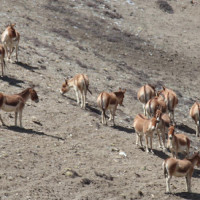 कृत्रिम गन्ध प्रविधिबाट मानव–वन्यजन्तु द्वन्द्व न्यूनीकरण प्रयास