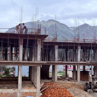 धानबालीमा फड्के कीराको सङ्क्रमण