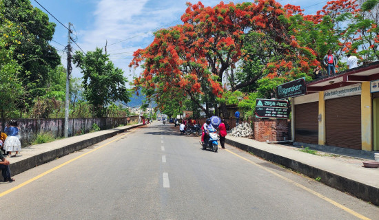 दाङमा ढकमक्क फुलेको गुलमोहर