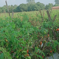 राष्ट्रिय ब्याडमिन्टनमा ताप्लेजुङका तीन खेलाडी छनोट