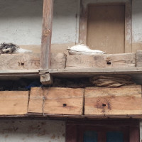 विश्वकप लिग–२ : गुल्सनले पाँच विकेट लिएको खेलमा, ओमानमाथि नेपालको सानदार जित