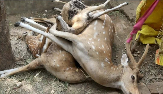 चित्तल मृत्यु प्रकरण छानबिन हुने