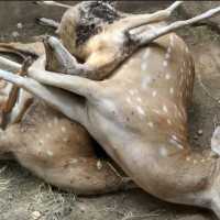 किसानको माग अनुसार अनुदानमा धानको बीउ उपलब्ध गराउन सकिदै : पोखरा महानगर
