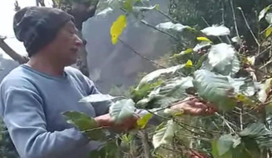 कफी खेतीप्रति आकर्षित कात्तिकेका किसान