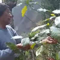 रासायनिक मललाई प्रतिस्थापन गर्दै गँड्यौला मल
