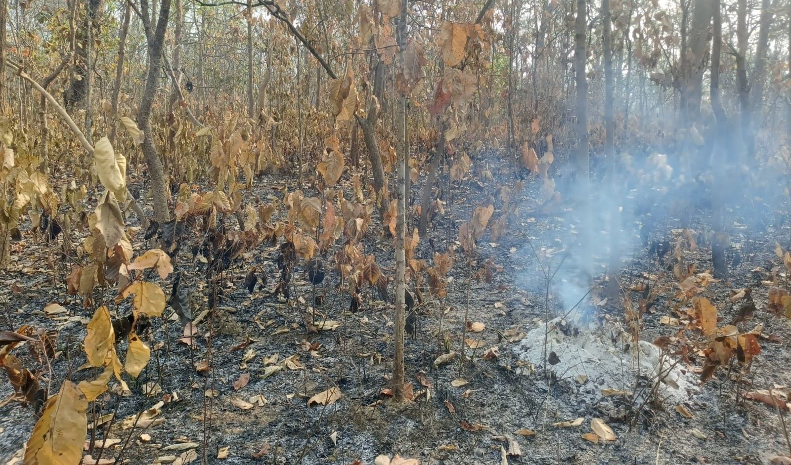 प्रि-मनसुनी वर्षाले निभ्यो डढेलो
