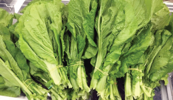 रायो सागमा अत्यधिक विषादी