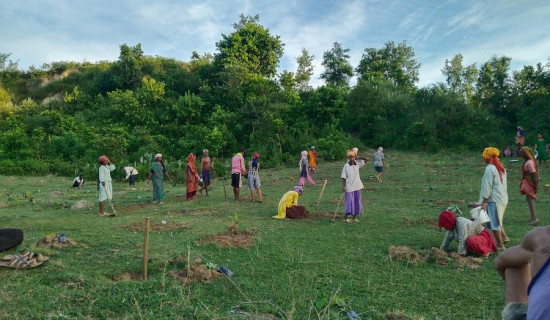 सिरहामा यस वर्ष तीन लाखभन्दा बढी बिरुवा वितरण गरिने