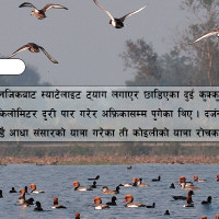 बाँकेमा एउटा मात्रै छोटी भन्सार