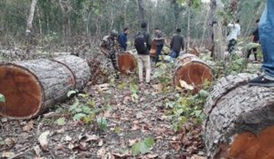 कोशीमा एक करोड ८३ लाख क्युबिक फिट काठ उत्पादन, ११ करोड राजस्व संकलन