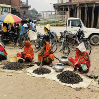 शीतोष्ण बागवानी विकास केन्द्रको ५७ वर्ष