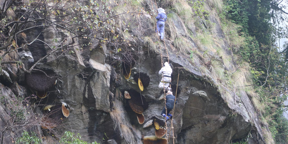 मह काढ्ने परम्परालाई जीवन्त राख्न पुस्ता हस्तान्तरण