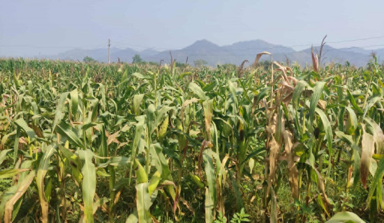 एक खर्ब पुग्न लाग्यो सामाजिक सुरक्षा कोषमा योगदानको रकम
