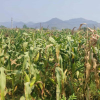 तेह्र स्थानीय तहमा डेङ्गु सङ्क्रमण