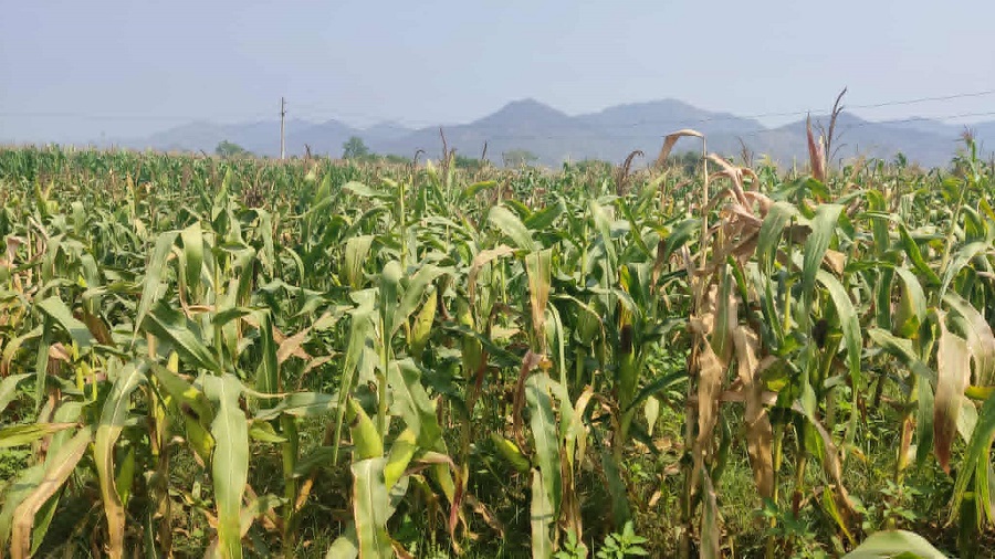 हाइब्रिड मकैको बिउ उत्पादनबाट किसानको आम्दानी बढ्दै