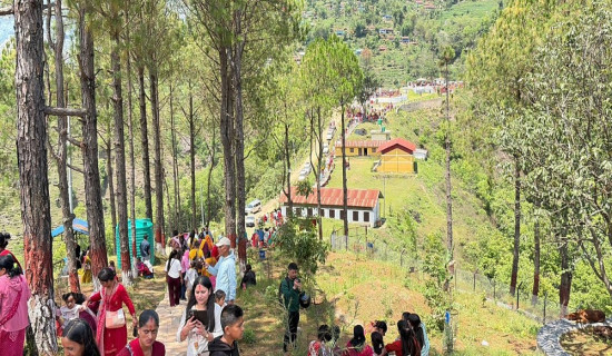 तेह्र स्थानीय तहमा डेङ्गु सङ्क्रमण