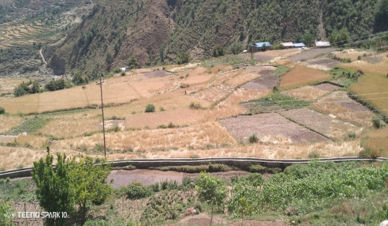 सुदूरपश्चिममा १५ हजार कुकुरलाई रेबिजविरुद्धको खोप