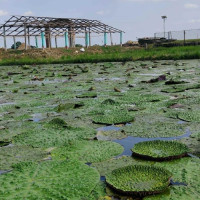 जिल्लास्तरीय राष्ट्रपति रनिङ शिल्ड सुरु