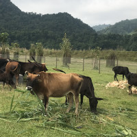 बुद्धको मावली प्राचीन कोलनगर (पण्डितपुर) मा पुनः उत्खनन